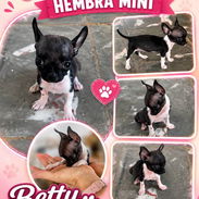 🐾 HERMOSA CHIHUAHUA HEMBRITA EN BUSCA DE UN HOGAR LLENO DE AMOR BETTY MASCOTAS WHATSAPP 52506841 🐾 - Img 55928562