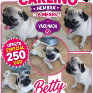 🐾 PUG HEMBRA DISPONIBLE BETTY MASCOTAS WHATSAPP 52506841 🐾 - Img 56484864