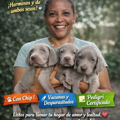 Cachorros Braco de Weimar - Img 126067653