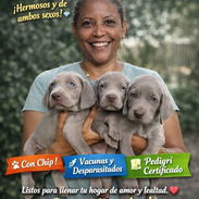 Cachorros Braco de Weimar - Img 56282159