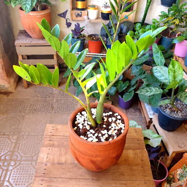 Plantas grandes y espectaculares para decorar los espacios de tu casa o terrazas - Img 126058685