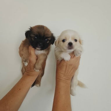 CACHORROS DE PEQUINÉS TIBETANOS HEMBRAS Y MACHOS - 2/2