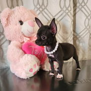 SHIHUAHUA MINI CABEZA DE MANZANA,hembra,en 250 USD o equivalente,TENGO MENSAJERÍA,tiene 70 días y está desparacitada - Img 55825264