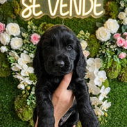((( COCKER SPANIEL HEMBRA WHATSAPP 58746644 ))) - Img 55894607