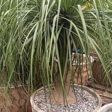 Servicio de jardinería 👩🏼🌾 - Img 123648072