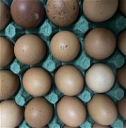 Cartón de huevos importados - Img 45749881