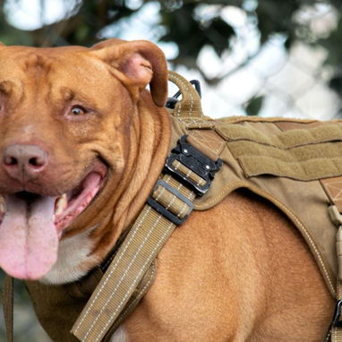 Busco novia . Pitbull&stafford 85lbs Cumple 6 años este 30 junio. 54633692 Abel - Img 120587500