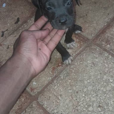 Pitbull y rotwailer - Img 123036003