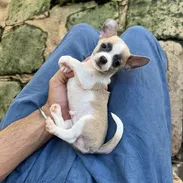 cachorrito Chihuahua macho - Img 55683988
