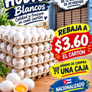 Venta de Huevos Blancos - Img 58272452