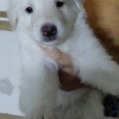 Cachorros hermosos.dalmata.pastor belga malinoe.husky.golden retr.pastor suizo.salchicha.labrador.yorky.bulldog frances. - Img 124526012