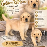 💢 Golden Retriever 💢 - Img 57878761
