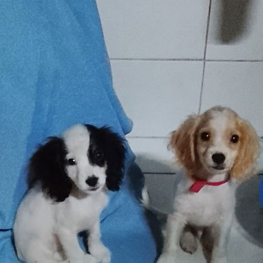 Venta de coker spaniel contactar con 55000733 - 2/2