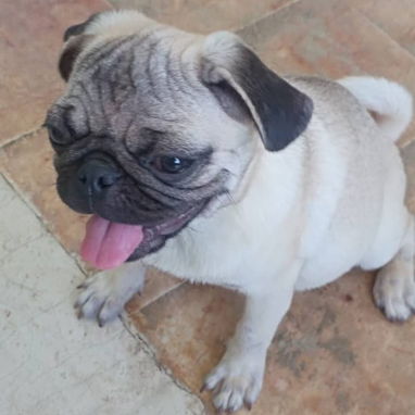 PUG CARLINO,hembra,en 250 USD o equivalente,TENGO MENSAJERÍA,tiene 6 meses,2 VACUNAS PUESTAS y con historia clínica - 6/10