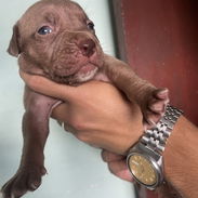 Pitbull - Img 55988520