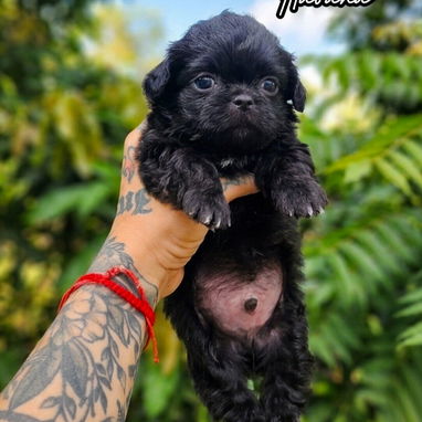 😍🎁🐶EL MEJOR REGALO SIN DUDA ALGUNA 🐶🎁🐾CON ENTREGA INMEDIATA 🚕 - Img 125446667