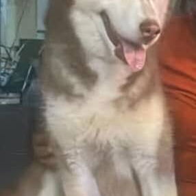 HUSKY SIBERIANO,macho,en 200 USD o equivalente,TENGO MENSAJERÍA,de 58 días,desparacitado,SE ENTREGA CON HISTORIA CLÍNICA - 5/5