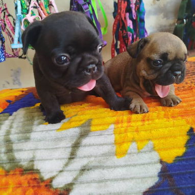 TENEMOS TODO TIPO DE PERROS PURA RAZAS DISPONIBLES - 7/10