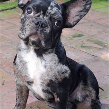BULLDOG FRANCES COLOR EXÓTICO,macho,en 550 USD o equivalente,TENGO MENSAJERÍA,tiene 5 meses y está VACUNADO. - Img 125084573