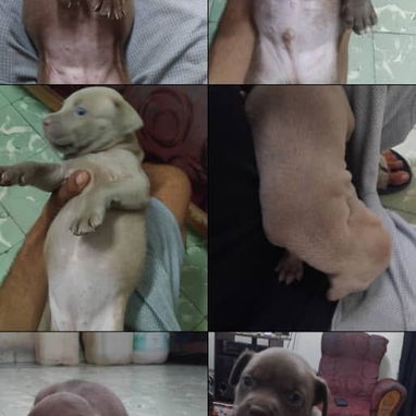 Cachorros de putbull - 5/5