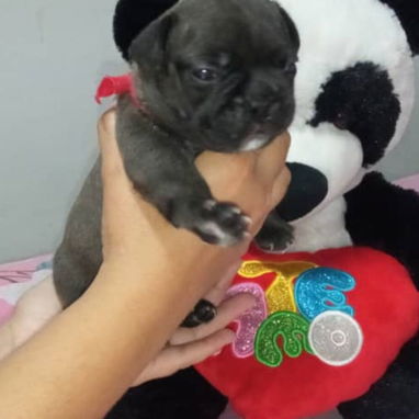 🐶💕 HERMOSA CAMADA DE BULLDOG FRANCÉS AMBOS SEXOS WHATSAPP 52506841  💕 - 8/9