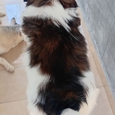 Cachorro macho de Shih Tzu en venta. - Img 123331138