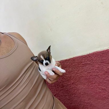 SHIHUAHUA MINI,macho,en 150 USD o equivalente(ACEPTO TRANSFERENCIA)TENGO MENSAJERÍA,tiene 55 días y está desparacitado. - Img 122734798