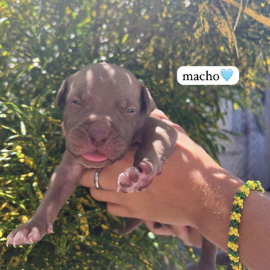 Pitbull - Img 123409000