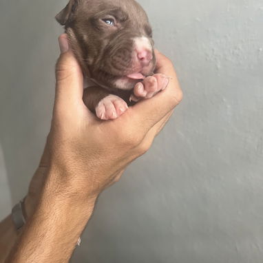 Pitbull - Img 123556499