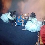 Se venden estas dos perritas 🐶 chihuahuas Cabeza de venado de un año (Vírgenes) y bien cuidadas - Img 55865281