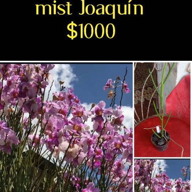 Las más exóticas orquídeas todo x $1000 - Img 124365436