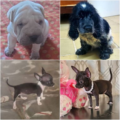 • • • • RAZAS CANINAS PARA ELEGIR BETTY MASCOTAS WHATSAPP 52506841 • • • • - Img 126180680
