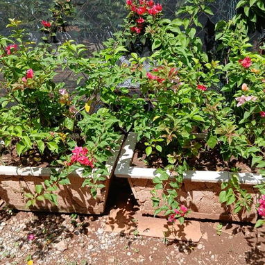 Servicio de jardinería 👩🏼‍🌾 - 7/10