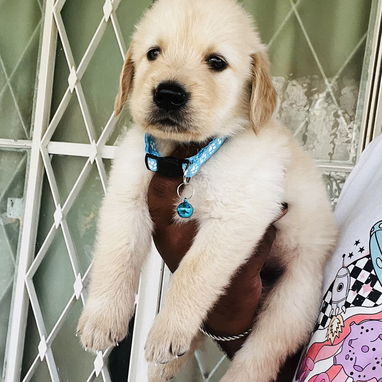 😍 HERMOSOS CACHORROS GOLDEN RETRIEVER 😍 - Img 121192000