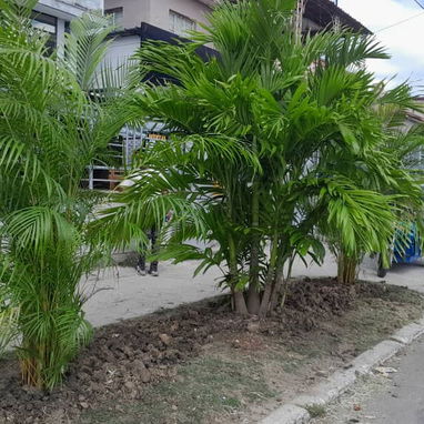 Servicios de Jardinería y  diseño profesional - 3/3