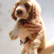 COCKER SPANIEL ♂️ - Img 56276303