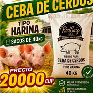 Pienso Para Ceba de Cerdos Tipo Harina - Img 57024602