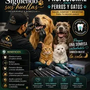 Veterinario a domicilio. Limpieza bucal para perros y gatos - Img 56673910