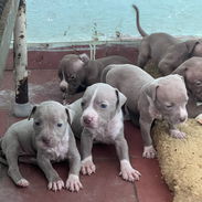 Pitbull - Img 56041818