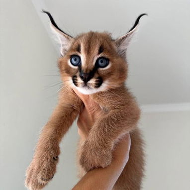 Oferecemos gatinhos das raças Savannah, serval e caracal. - 2/6