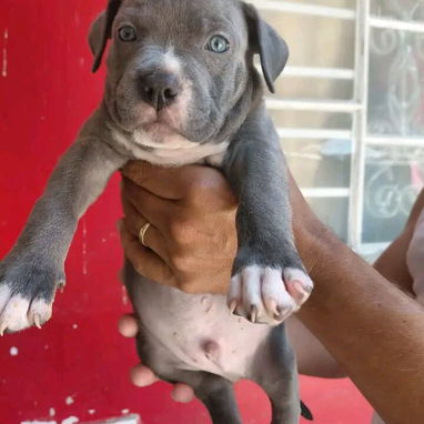 Pitbull - Img 121536909