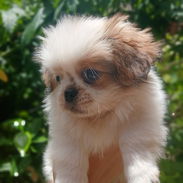 🐶✨ Venta de Cachorros (shih tzu) ✨🐶 - Img 56400301