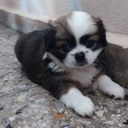 Cachorros Pequines - Img 56363598