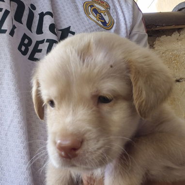 Cachorros de labrador retriever - 3/3