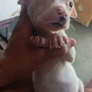 Cachorra Pitbull blanca - Img 55781572