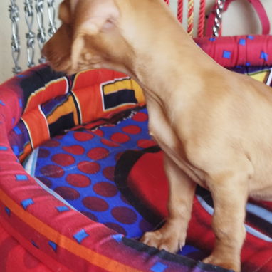 Todo lo que buscas en mascotas está aquí solo llame al 53818081 - Img 124598965