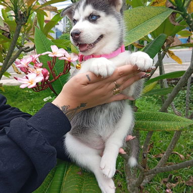 HUSKY SIBERIANO,hembra,en 200 USD o equivalente,TENGO MENSAJERÍA,40 días,desparacitada,entrega HISTORIA CLÍNICA,COLLAR - Img 123692473