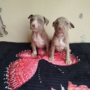 Todo disponible a su gusto pastor Alemán, pitbull, Salchicha, pitbull ,53818081 - Img 121769088