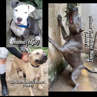 Cachorros en venta!! - Img 125970357