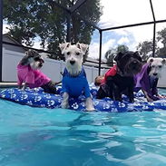 Flotador /piscina para perros, flotadores inflables para perros, flotadores de piscina para perros, flotadores de piscin - Img 48677771